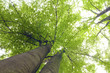 Looking to the crown green beech in summer