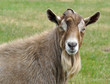 Goat
