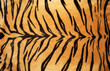 Tiger skin