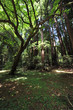 Forest 2