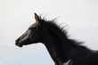 Pouliche pur sang arabe - horse