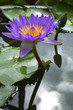 A lotus  or water lily  flower.