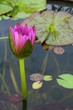 A lotus  or water lily  flower.