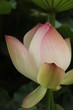 蓮の花