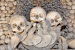 Human Skulls