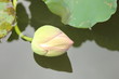 蓮の花の蕾