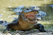 Photo: American Alligator American Alligator