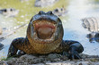 American Alligator