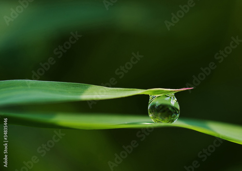 Photo: Morning Dewdrop Morning Dewdrop