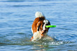Cane San Bernardo con frisbee in mare Cane San Bernardo con frisbee in mare