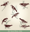 Oiseaux