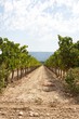 Rows of vines