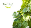 background from the leaves of liana background from the leaves of liana