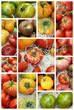 Assortiment de tomates