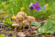 Five mushrooms in the forest.