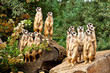 Erdmänchen - Zoom-Erlebniswelt - Gelsenkirchen