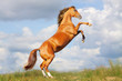 horse rears