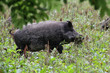 Wildschwein