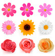 Big set of beautiful colorful flowers. Vector illustration.
