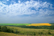Yellow-green field. Foothills of the Kuban.