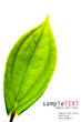Green leaf isolate on white