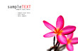 Beautiful pink frangipani flower isolate on white Beautiful pink frangipani flower isolate on white