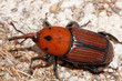 Punteruolo rosso