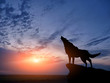 two wolves