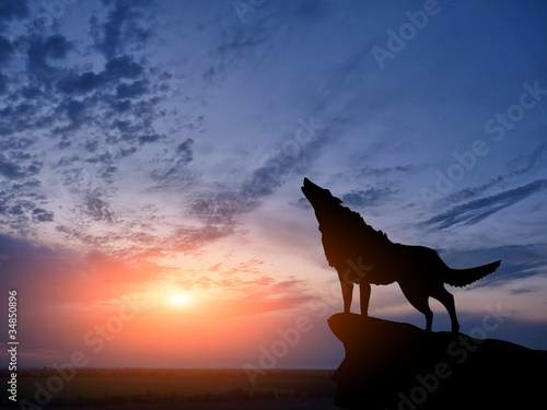 Photo: two wolves two wolves