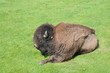 Bison