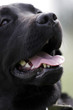 LABRADOR, macro
