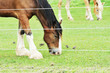 Horses Grazing