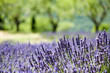 Provence, typical landscape. France, Provence, typical landscape. France,