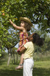 2 jeunes filles s'entraidant pour cueillir des pommes