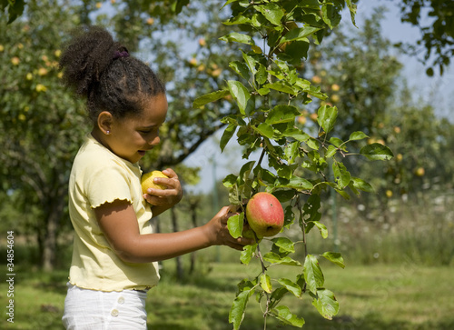Photo: Cueillette des pommes Cueillette des pommes