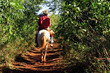 Cavalier sur un sentier de la vallée de Vinales à Cuba Cavalier sur un sentier de la vallée de Vinales à Cuba