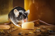 Small mouse eating cheese in basement Small mouse eating cheese in basement