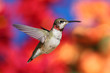 Juvenile Ruby-throated Hummingbird (archilochus colubris) Juvenile Ruby-throated Hummingbird (archilochus colubris)