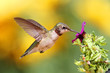 Juvenile Ruby-throated Hummingbird (archilochus colubris)