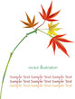 Maple leaf