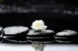 Still life with macro of spring white flower