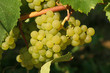 grappe de raisins blancs