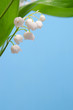 Beautiful flowers lily of the valley Beautiful flowers lily of the valley