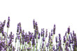 Purple lavender flowers Purple lavender flowers