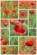 Coquelicots Coquelicots