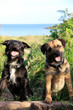 two little dogs