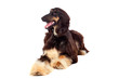 Arabian hound dog