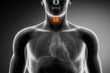 Male thyroid anatomy Male thyroid anatomy