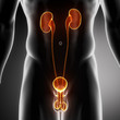 Male urinary and reproductive organs