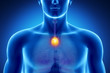 Male thymus anatomy